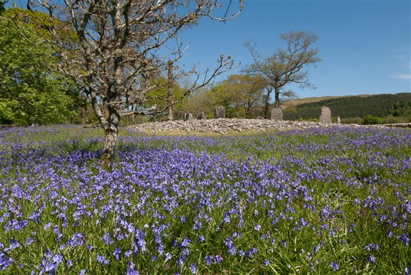 bluebells trees and standing stones